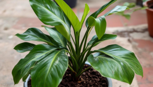 茶楼有人来批发茶叶吗